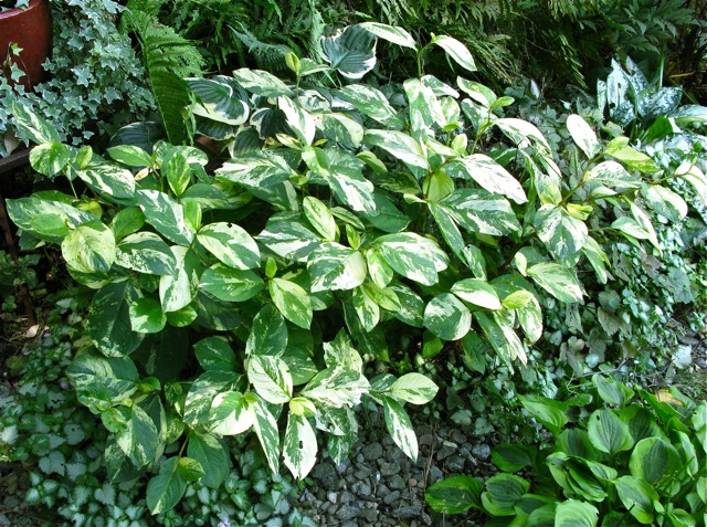 POLYGONUM virginianum Variegatum - полигонум  (1416)